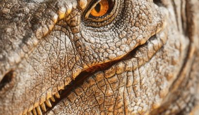 ARK: Survival Ascended annule la mise à jour de son kit de développement suite à des rapports d'éléments manquants ARK: Survival Ascended annule la mise à jour de son kit de développement suite à des rapports d'éléments manquants