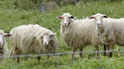 WRUP : Nous parlons simplement de l'édition mouton WRUP : Nous parlons simplement de l'édition mouton
