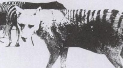 WRUP : Deuxième expérience en version sérieuse – actualités factuelles en matière de science animale WRUP : Deuxième expérience en version sérieuse – actualités factuelles en matière de science animale