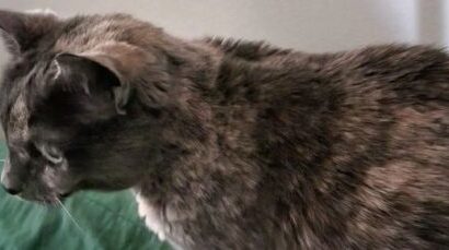 WRUP : une édition commémorative pour chat