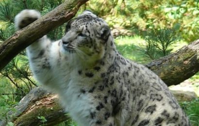 WRUP : Les Ocelots ne sont pas une véritable édition