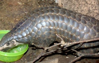 WRUP : Pangolin passe à l&rsquo;édition grande ville