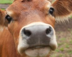 EVE Online a une vache qui joue au jeu aujourd’hui. Oui, sérieusement. Arrête de rire. EVE Online a une vache qui joue au jeu aujourd’hui. Oui, sérieusement. Arrête de rire.