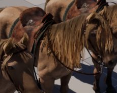 Pax Dei rend les chevaux fous en présentant les mécanismes et les caractéristiques des montures à venir