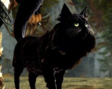 Halloween revient dans Guild Wars 2 avec Shadow of the Mad King, cette fois avec de toutes nouvelles récompenses Halloween revient dans Guild Wars 2 avec Shadow of the Mad King, cette fois avec de toutes nouvelles récompenses