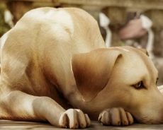 WRUP : J&rsquo;ai mangé beaucoup de nourriture pour chiens et maintenant il y a des chiens en colère ici et je m&rsquo;en fiche, demandez-moi n&rsquo;importe quoi édition
